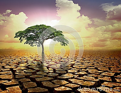 Lonely green tree under dramatic evening sunset sky at drought Stock Photo