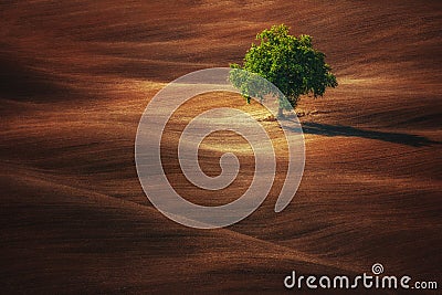 Lonely green tree in the wave field. Agrigulture meadow Stock Photo