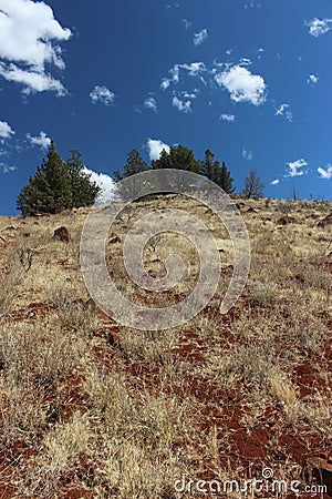 Lonely green trees Stock Photo