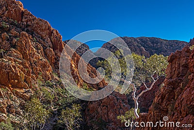 Lonely Gum tree Standley Chasm, Larapinta trail Stock Photo