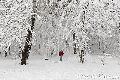 Lonely hiker man walking in the winter forest Stock Photo