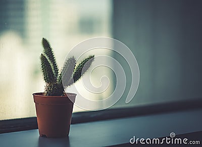 Lonely hipster cactus Stock Photo