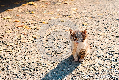 Homeless sick unfortunate little kitten on the street Stock Photo