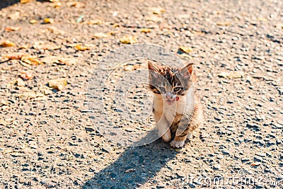 Homeless sick unfortunate little kitten on the street Stock Photo