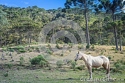 Lonely horse at clear sky, Rio Grande do Sul pampa landscape - Southern Brazil Stock Photo
