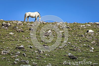 Lonely horse at clear sky, Rio Grande do Sul pampa landscape - Southern Brazil Stock Photo