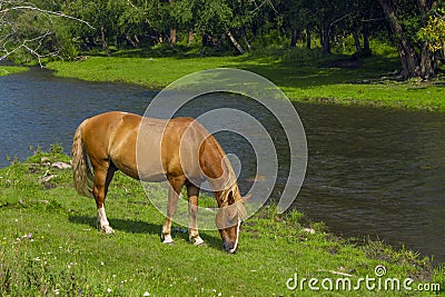 Lonely horse grazes on the river Stock Photo