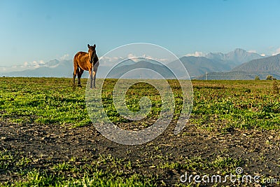 Lonely horse on a green meadow horizon with distant snowy peak mountains. Wide endless landscape with morning sunlight. Stock Photo