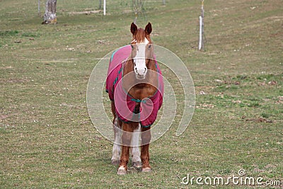 Lonely horse Stock Photo