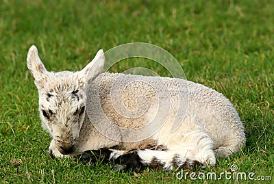 Lonely Lamb Stock Photo