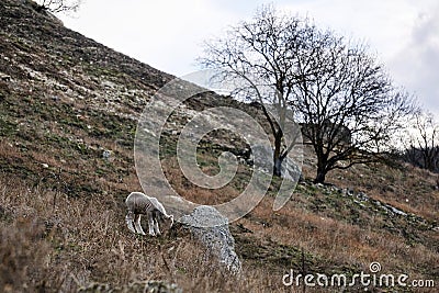 Lonely lamb grazes on a snowless winter hillside against a blurred background Stock Photo