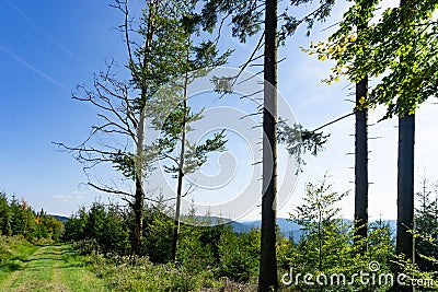 Lonely lane in Blackforest Stock Photo