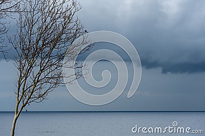 Lonely leafless dry tree at beach. Winter stormy cloud in the ocean. Cloudy rainy winter day Stock Photo