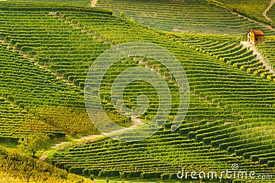Lonely little country house amidst vineyards in the wine region langhe Stock Photo