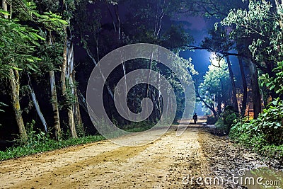 Lonely man on forest road, night landscape Stock Photo