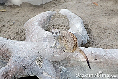 Lonely meerkat Stock Photo