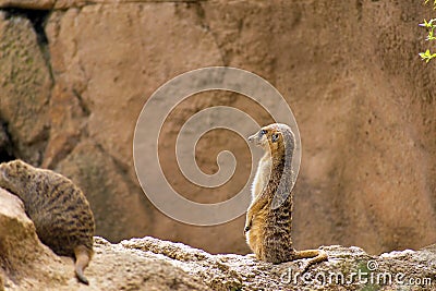 A lonely Meerkat or Suricate standing on a rock watchful Stock Photo