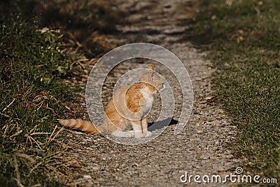 Lonely mongrel cat outside. Sitting on country road and looking away, profile view. There`s grass all around.Homeless street Stock Photo