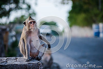 Lonely monkey Stock Photo