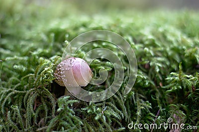Lonely mushroom on green bed of ferns Stock Photo