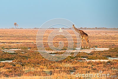 A lonely Namibian giraffe is looking at a distant termitary Stock Photo