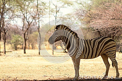 A lonely Namibian zebra standing in the middle of the savannah Stock Photo