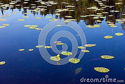 Lonely nenuphar Stock Photo