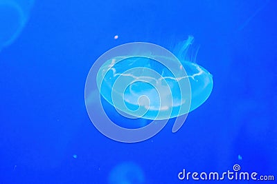 Lonely neon jellyfish in the deep blue sea water Stock Photo