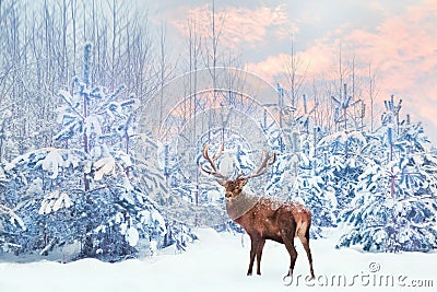Lonely noble deer mail with big horns against winter fairy forest at sunset. Stock Photo