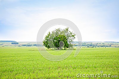 Lonely old oak tree in the field. Tree of wisdom Stock Photo