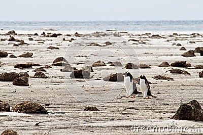 Lonely Pair of Gentoo Penguins Stock Photo