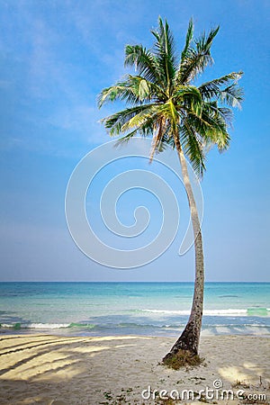 Lonely palm tree Stock Photo