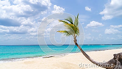 A lonely Palm Tree at Catalina Island in Dominican republic Stock Photo