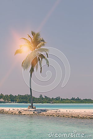 Lonely palm tree on the tiny island in the sea. Maldives. retro effect Stock Photo