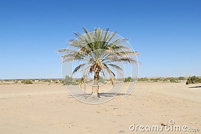 Lonely palm tree Stock Photo