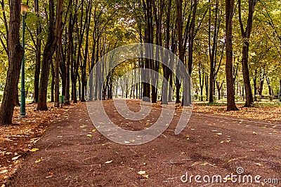 Lonely park alley Stock Photo