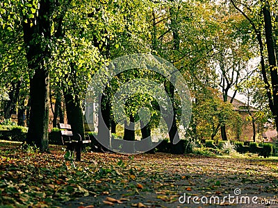 Lonely park bench in Autumn park Stock Photo