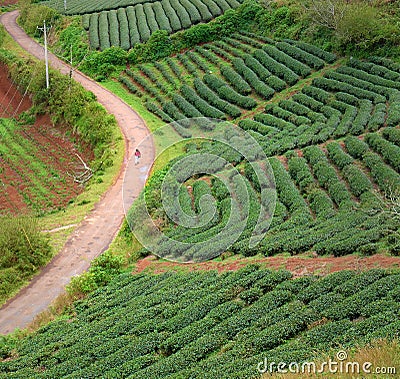 Lonely people, way, walk, tea field, Dalat Stock Photo