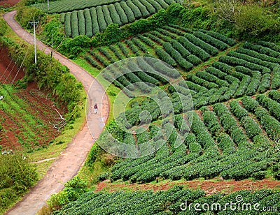 Lonely people, way, walk, tea field, Dalat Stock Photo