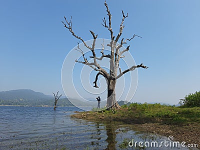 Lonely photographer standing below dry tree along the bank of lake Stock Photo