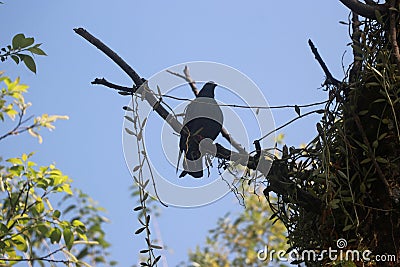 A lonely pigeon, darker shadow , waiting in the branch of tree blue sky Stock Photo