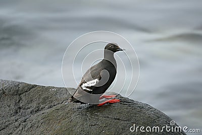 Lonely pigeon guillemot Stock Photo