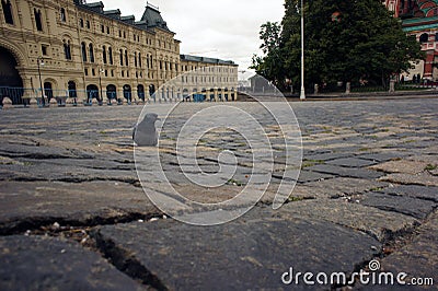 Lonely pigeon on the red square in Moscow Stock Photo