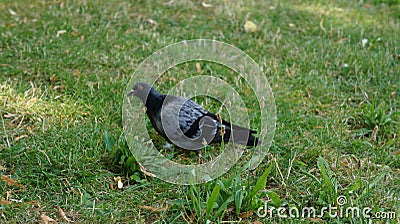 Lonely Pigeon resting on the Grass Stock Photo