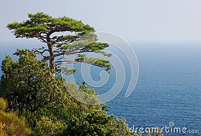 Lonely pine Stock Photo