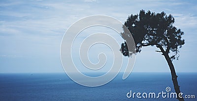 Lonely pine tree on background sea scape, waves of blue quiet ocean coast landscape. Panorama horizon perspective view nature hili Stock Photo