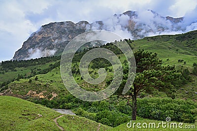 Lonely pine tree on a mountain slope Stock Photo