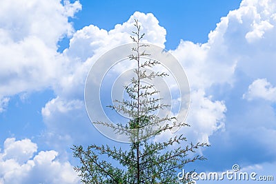 Lonely pine tree Stock Photo