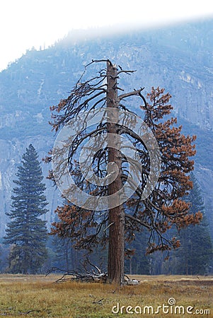 Lonely pine tree in Yosemite Stock Photo