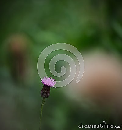 A lonely pink flower Stock Photo